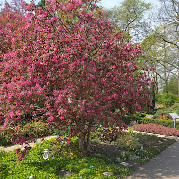 Garten der Sternenkinder